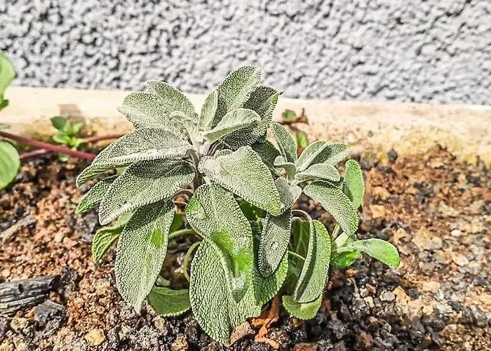 Caleta De Interian Loft Sasy